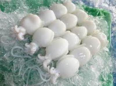 BLOCK CUTTLEFISH WHOLE CLEAN