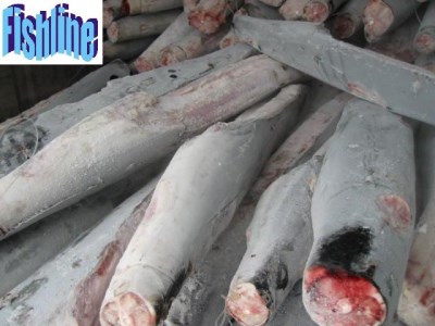 BLUE SHARK HGT