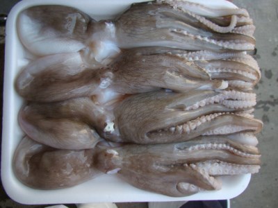 OCTOPUS DOUBLE SKIN1