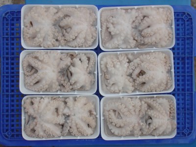 OCTOPUS TWO SKIN IN TRAY