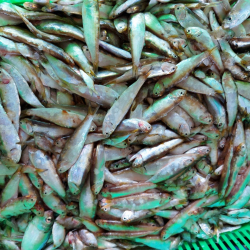 Henicorhynchus