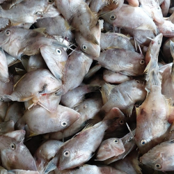 Unicorn filefish