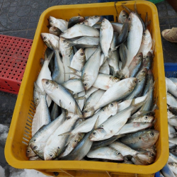 Pilchard