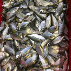 Black sharkminnow