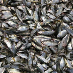 Herring