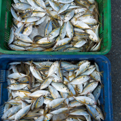 Yellowstripe scad