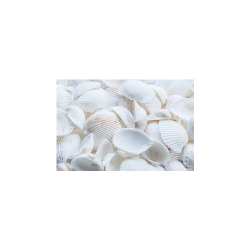 Seashell powder