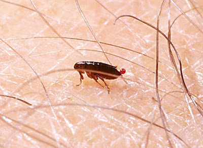 Flea control services