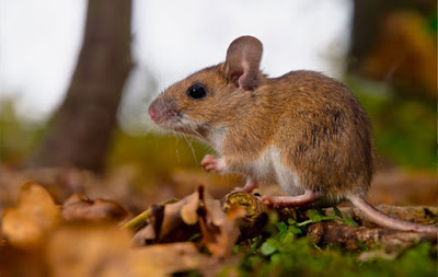 Rodent control for businesses