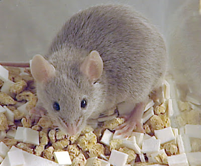 Rodent control for households