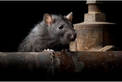 Rodent control for hotels