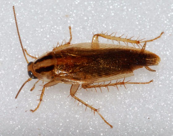 Cockroach control services