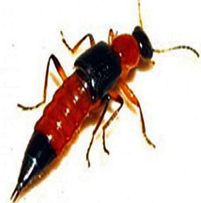 Rove beetle control services