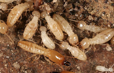 Complete termite control services for enterprises