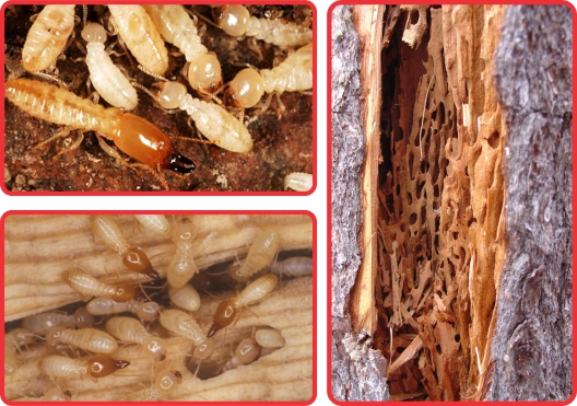 Complete termite control services for private homes