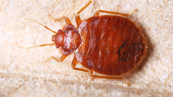 Bed bug control services