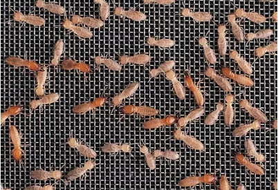 Termite prevention using mesh barrier systems