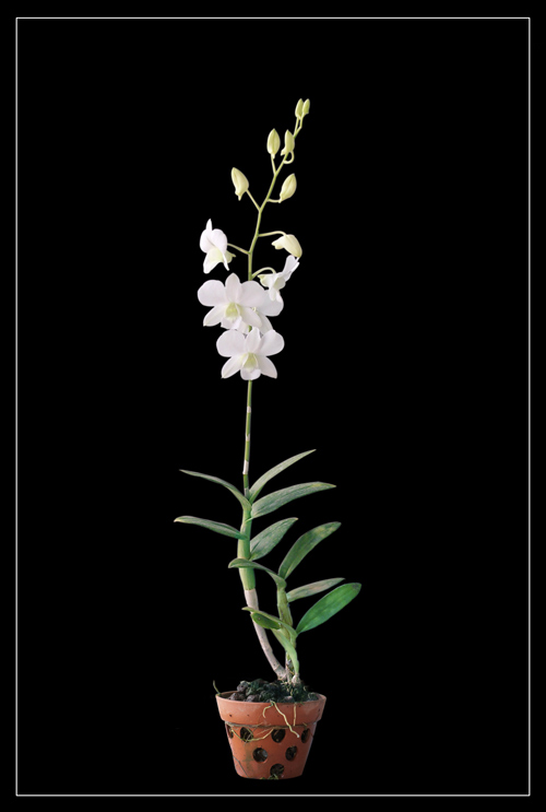 DENDROBIUM SONIA WHITE