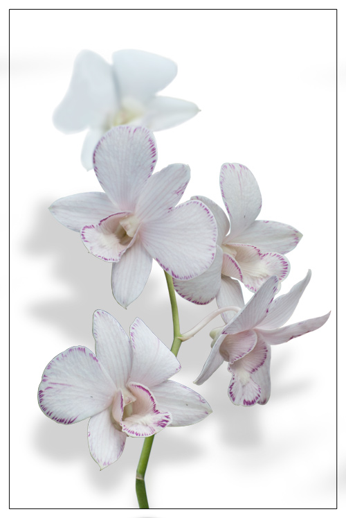 Violet DENDROBIUM