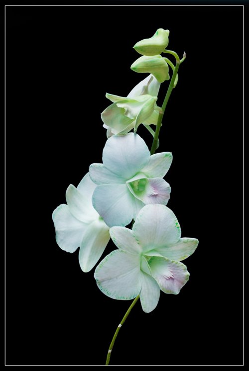 Violet DENDROBIUM