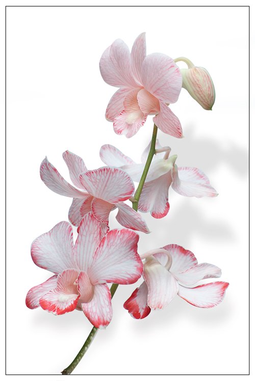 Red DENDROBIUM
