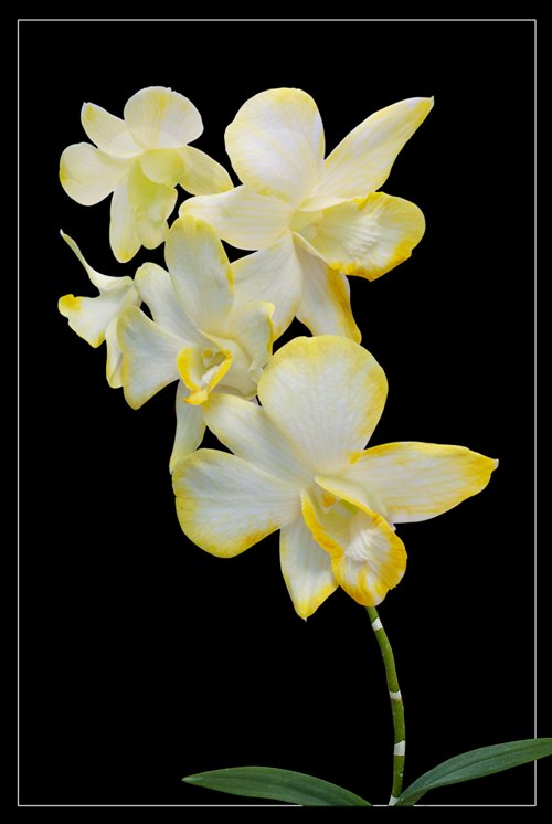 Yellow DENDROBIUM
