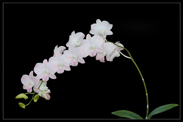 Dendrobium Airy Peach