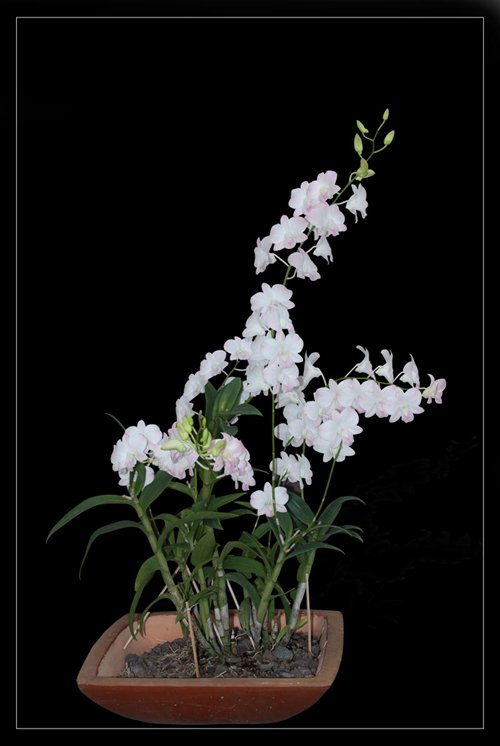 DENDROBIUM AIRY PEACH