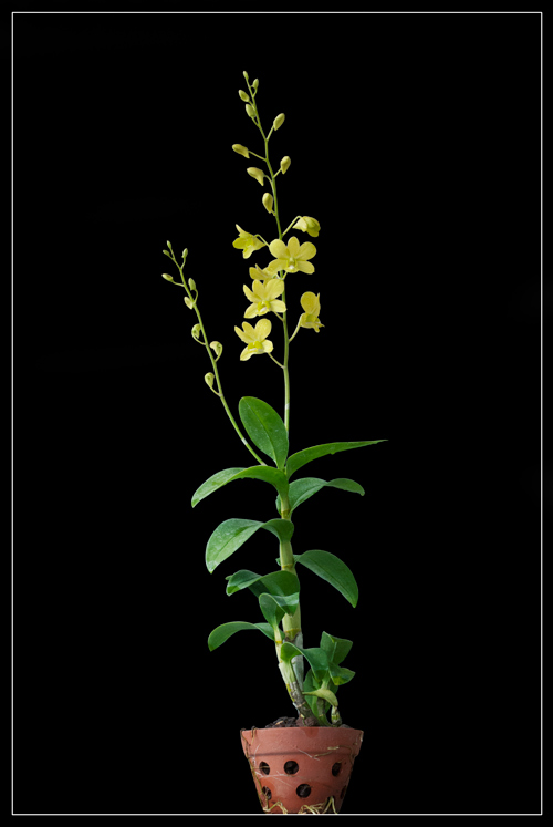 Dendrobium Aree Dang Green