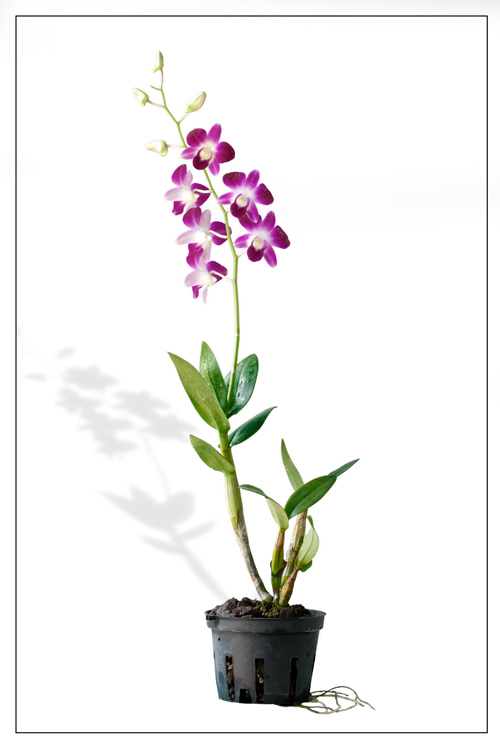 Dendrobium Sonia Earsakul