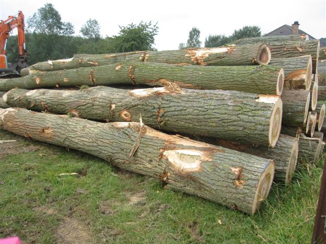 Roundwood