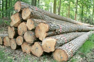 Roundwood