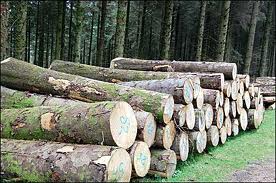 Roundwood