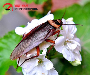 Cockroach control