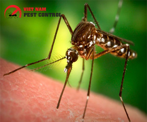 Mosquito control