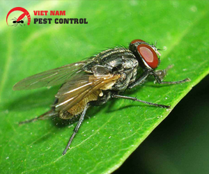 Fly control