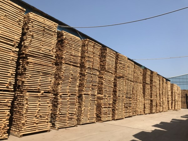 Sawn and dried eucalyptus wood