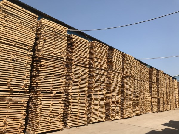 Sawn and dried eucalyptus wood