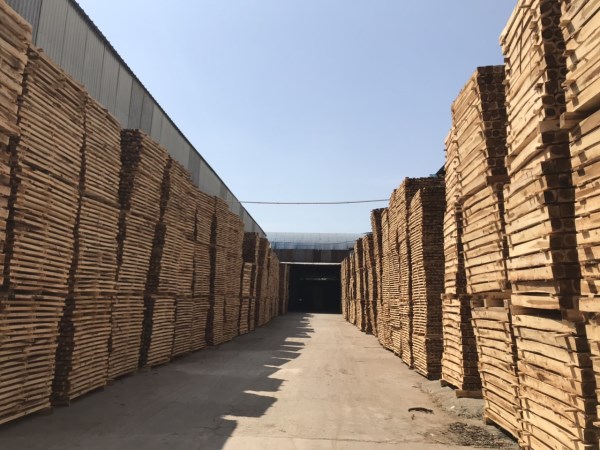Sawn and dried eucalyptus wood