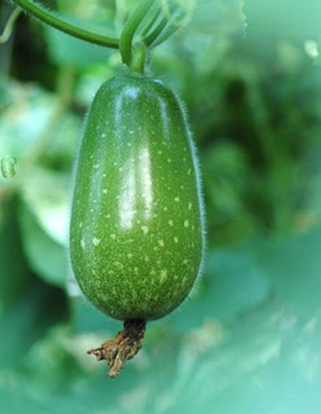 Squash flavor