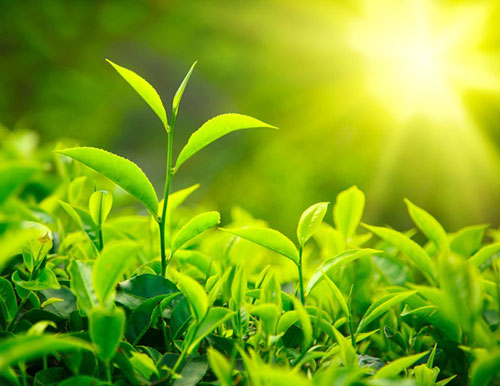 Green tea