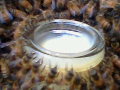 Royal jelly