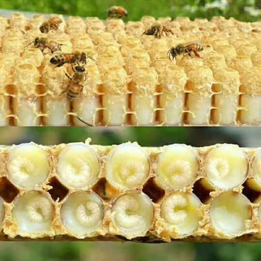 Royal jelly