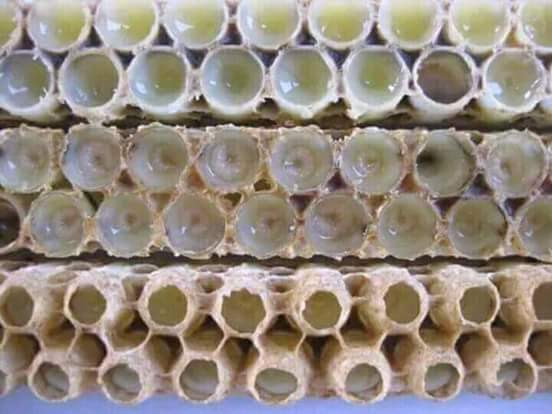 Royal jelly