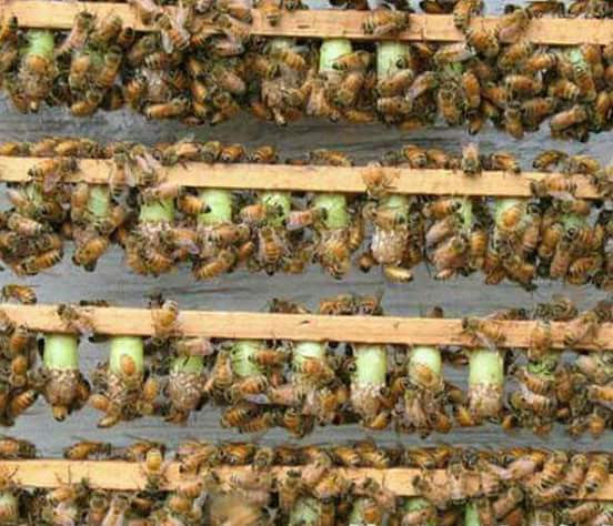 Royal jelly