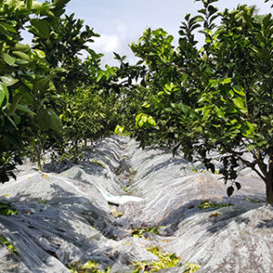 Agricultural film