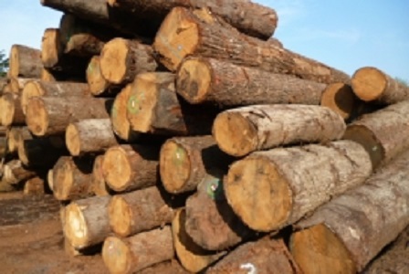Round Oak wood