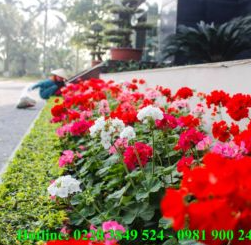 Landscaping services