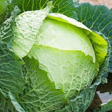 Cabbage