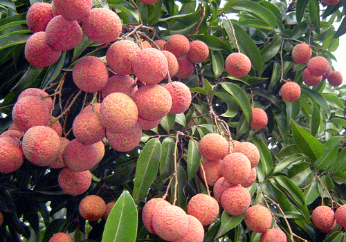 Fresh lychee